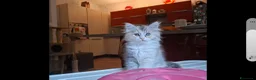 Siberiano gatti in vendita: Gattina Siberiana con PEDIGREE a Città Metropolitana di Bologna - Annuncio 7