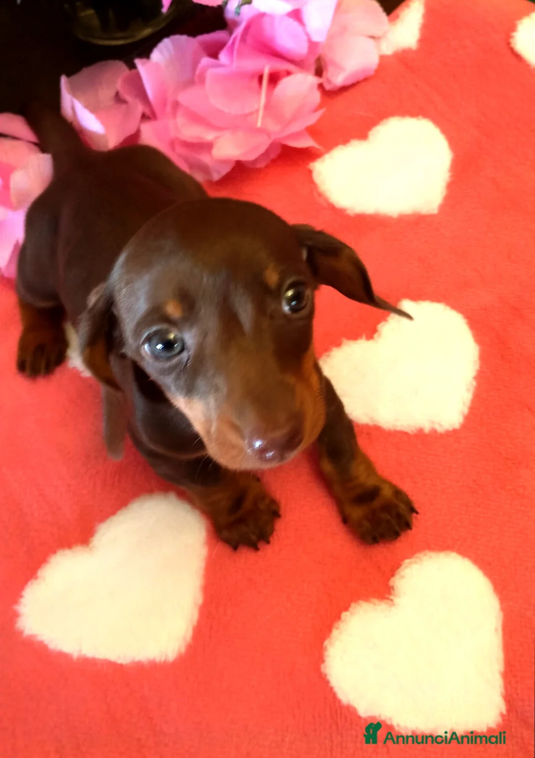 Bassotto cani in vendita: Cucciola bassotto tedesco con Pedigree - Annuncio 1