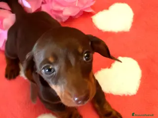 Bassotto cani Cucciola bassotto tedesco con Pedigree - Annuncio 1