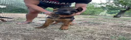 Pastore Tedesco cani in vendita: Cuccioli da esposizione  - Annuncio 3