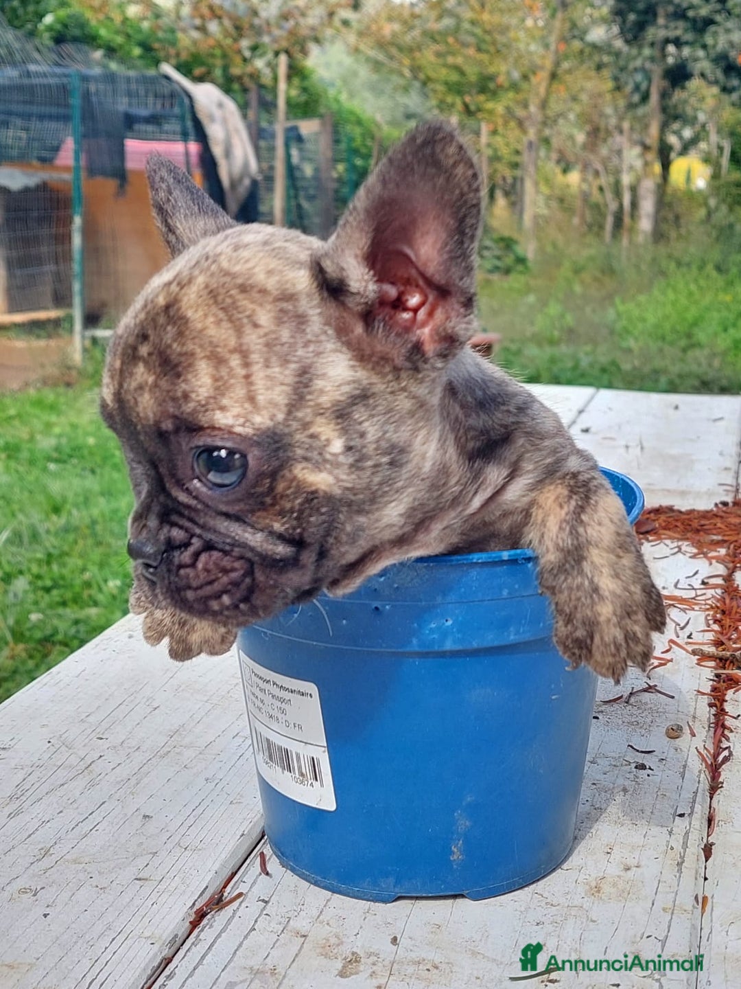 Bulldog Francese cani in vendita: Bulldog francese Bringee - Annuncio 6