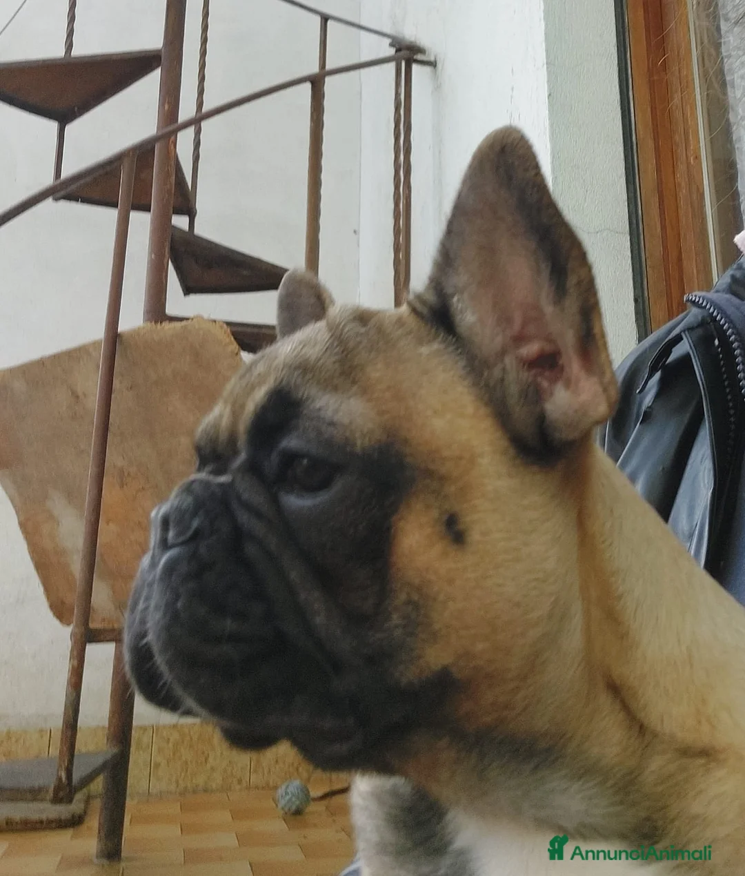 Bulldog Francese cani in vendita: Cucciolo bulldog francesi Pedigree ENCI a Provincia di Vercelli - Annuncio 2