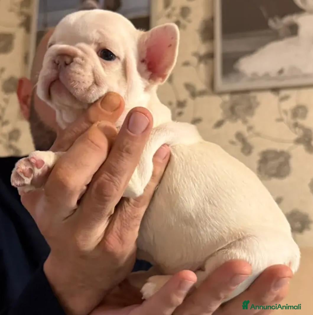 Bulldog Francese cani Cuccioli di Buldog francese esotico  - Annuncio 4