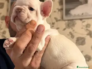 Bulldog Francese cani Cuccioli di Buldog francese esotico - Annuncio 2