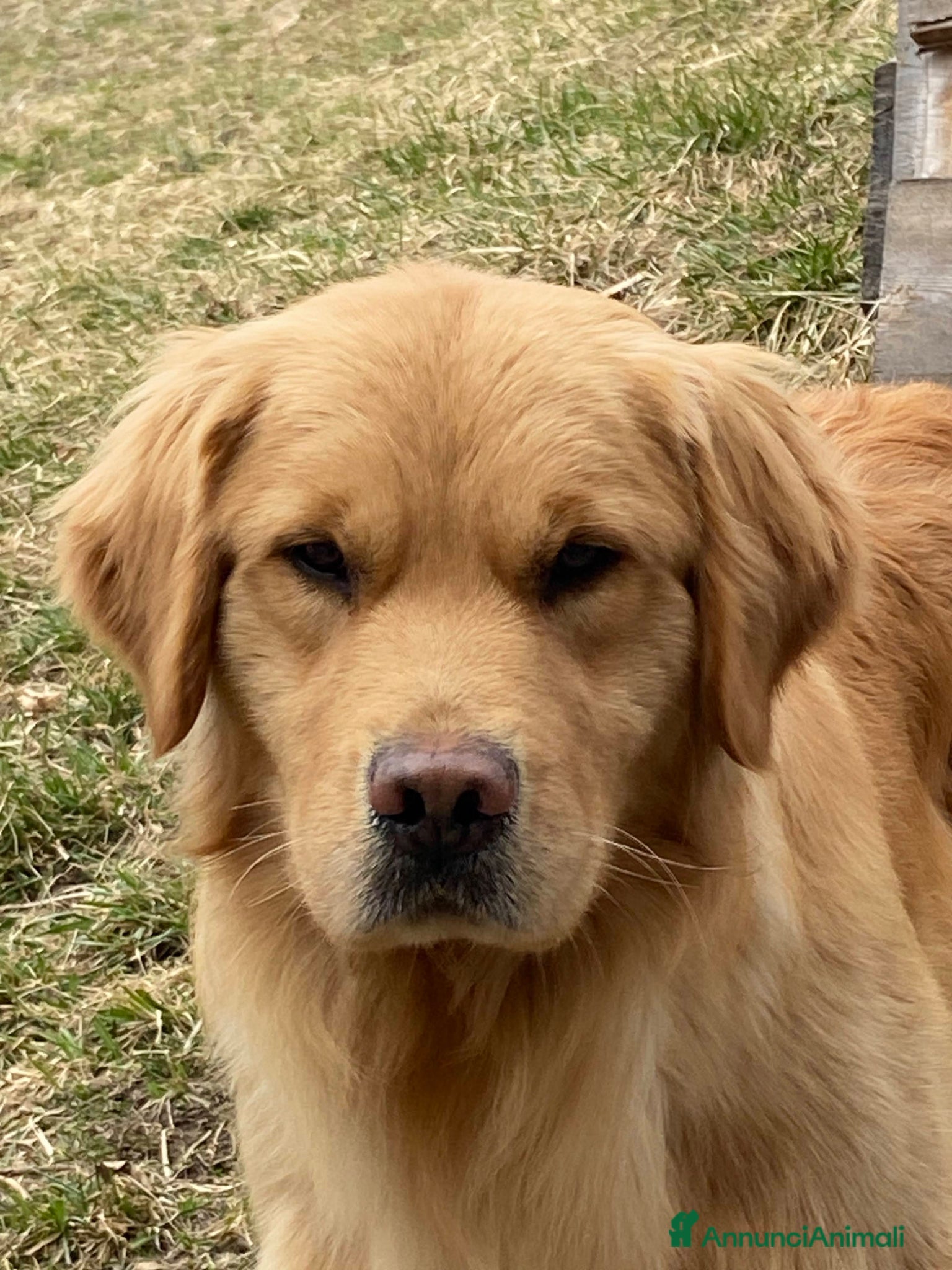 Golden Retriever cani Cuccioli Golden Retriever 100% Americani  - Annuncio 2