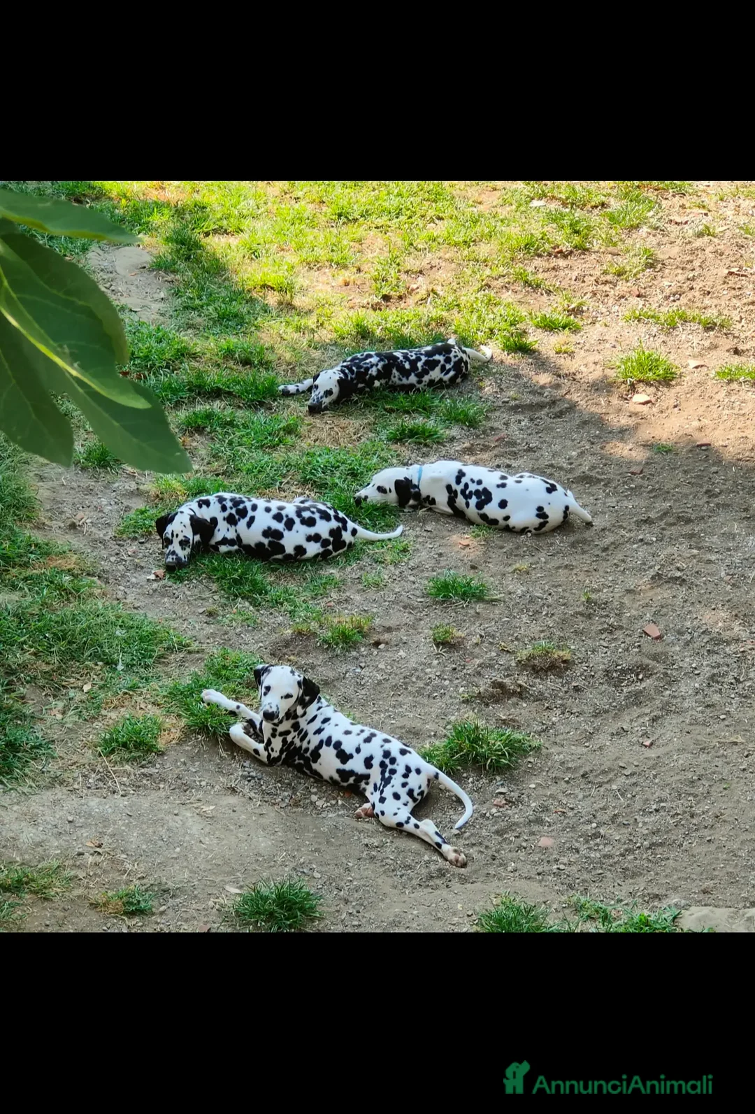 Dalmata cani in vendita: Dalmata cuccioli - Annuncio 2