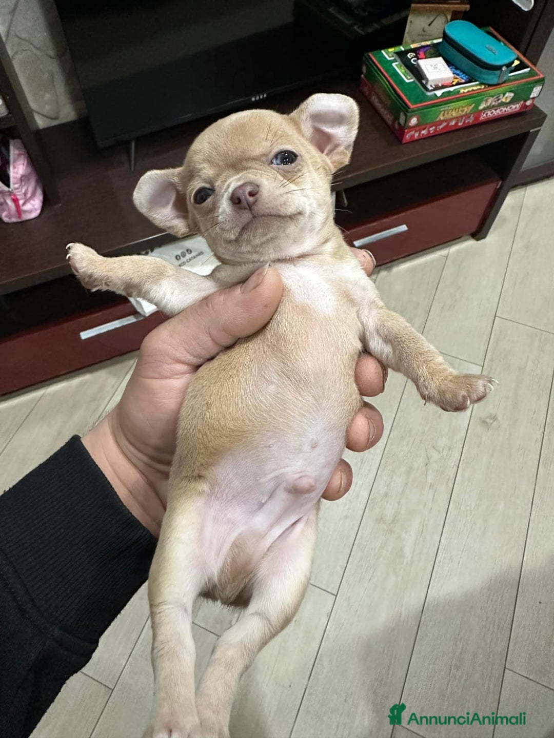 Chihuahua cani in vendita: Chihuahua  - Annuncio 2