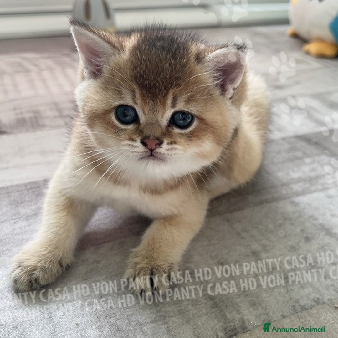 British gatti in vendita: Cuccioli British Shorthair  - Annuncio 14