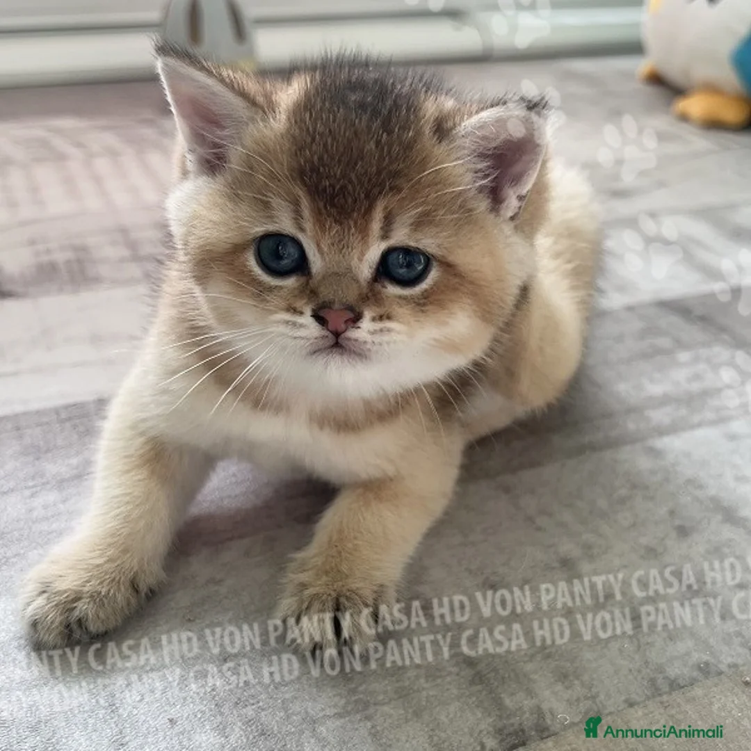 British gatti in vendita: Cuccioli British Shorthair  - Annuncio 27