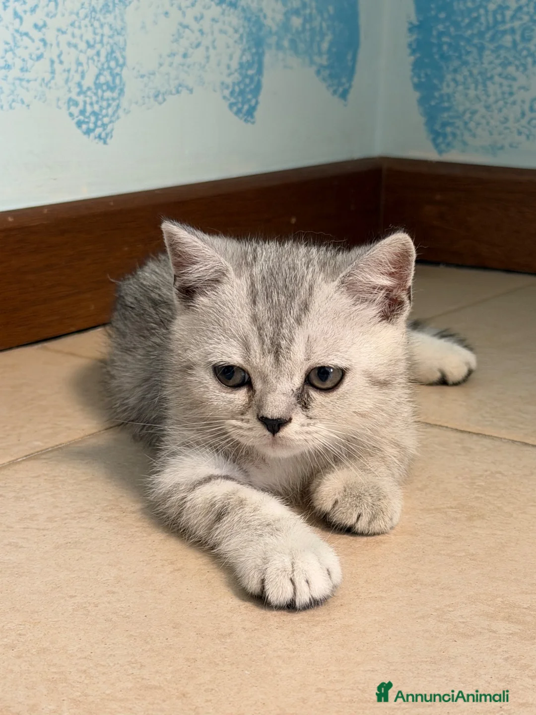 Scottish gatti in vendita: Cucciolo di Scottish straight  - Annuncio 2