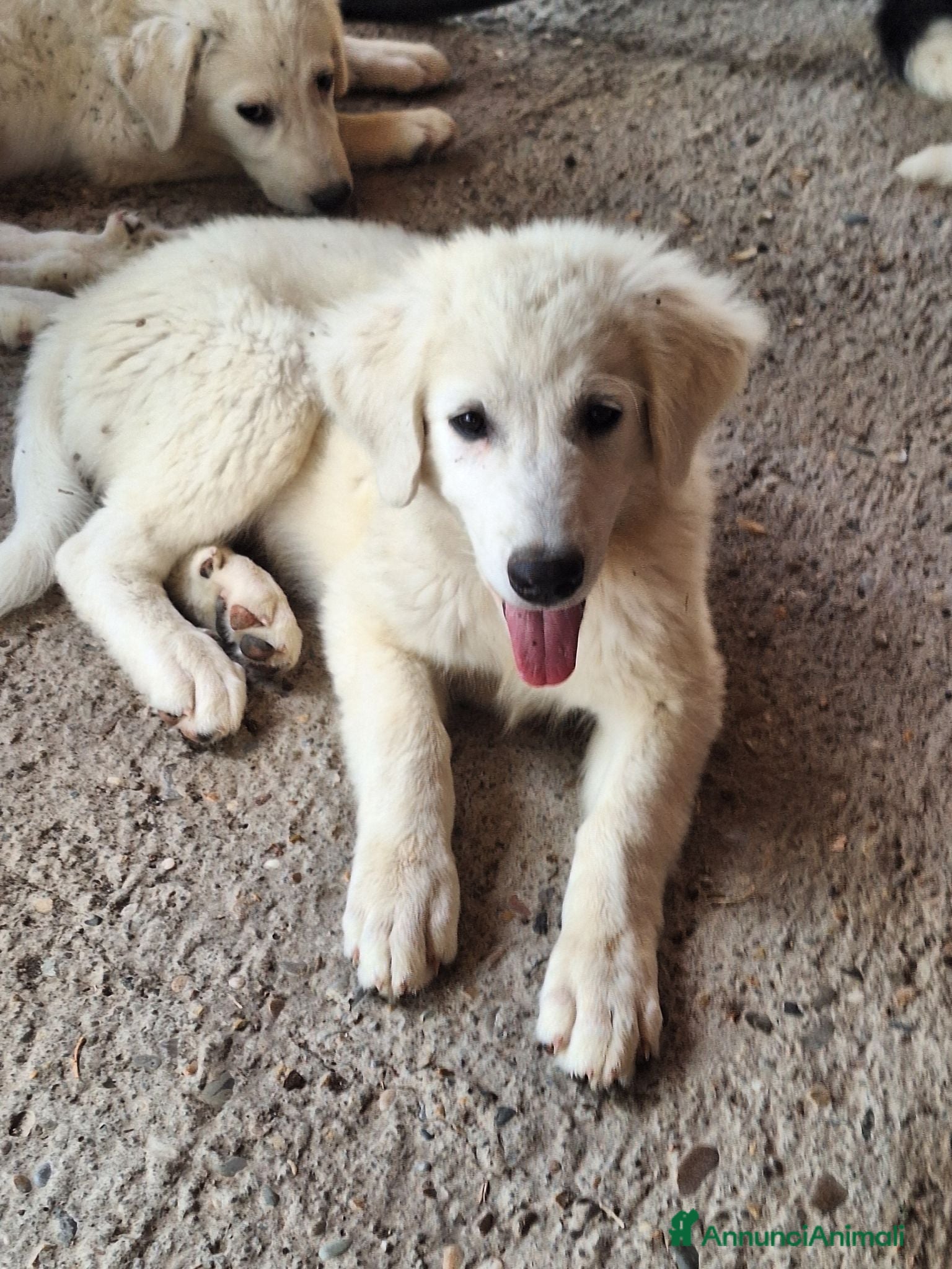 Pastore Abbruzzese Maremmano cani 🐶 Cucciola femmina di Pastore Maremmano-Abruzzese - Annuncio 14