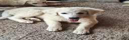 Pastore Abbruzzese Maremmano cani in vendita: 🐶 Cucciola femmina di Pastore Maremmano-Abruzzese - Annuncio 1