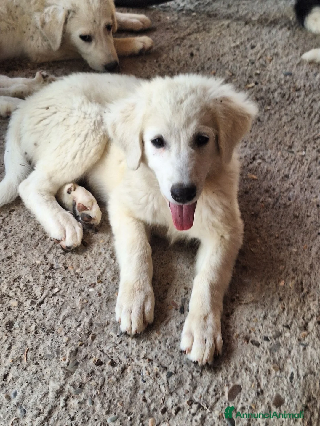 Pastore Abbruzzese Maremmano cani in vendita: 🐶 Cucciola femmina di Pastore Maremmano-Abruzzese - Annuncio 1