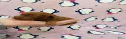 Barboncino cani in vendita: Barboncini nani red cuccioli - Annuncio 5