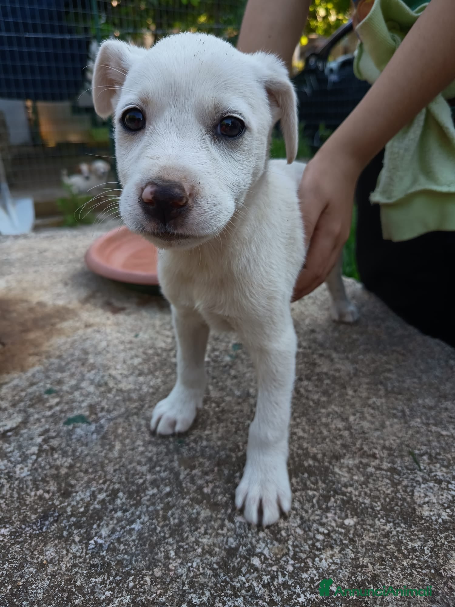 Meticcio cani in regalo: UNA MAMMA PER CHICCA - Annuncio 4