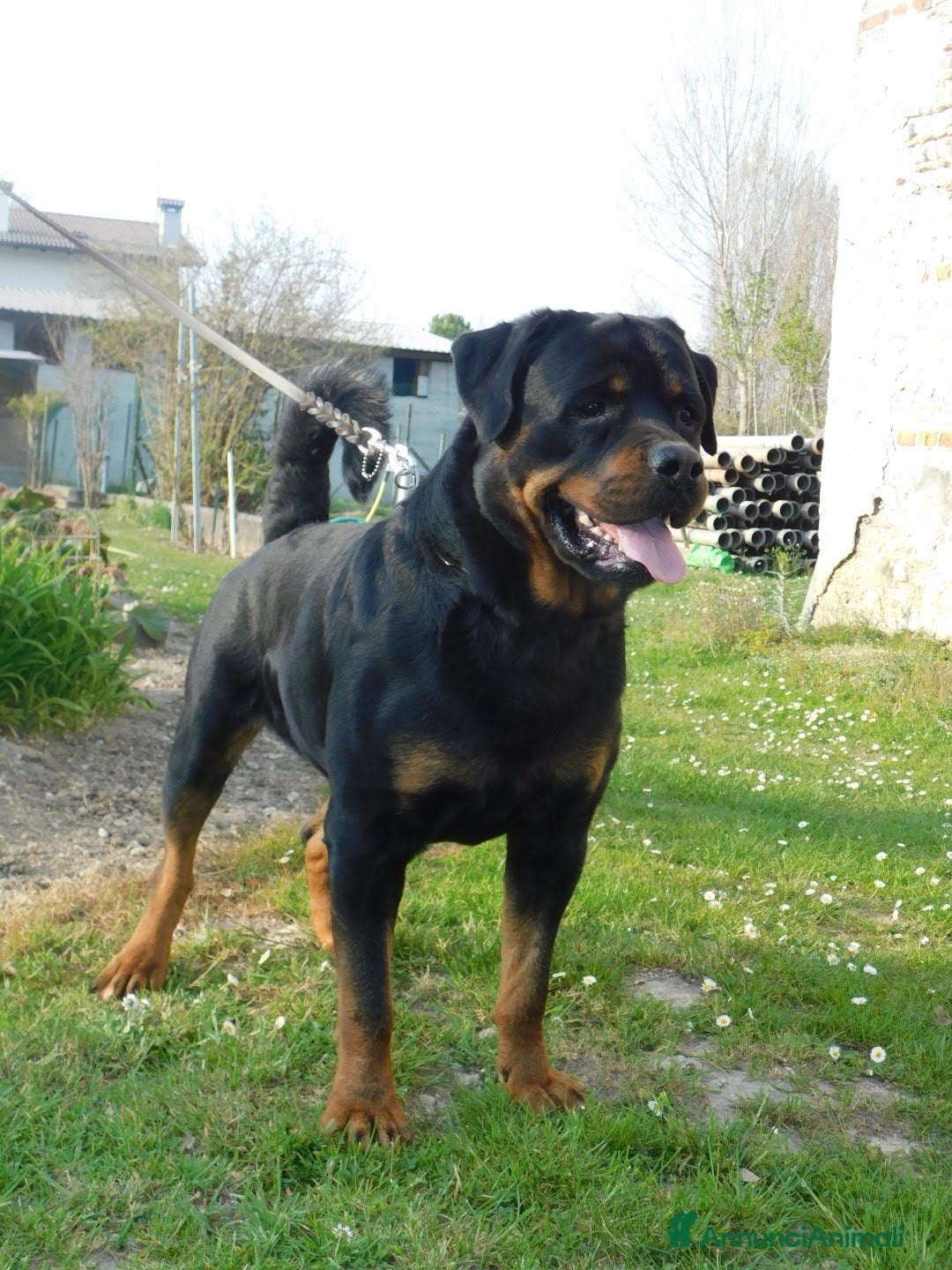 Rottweiler cani in regalo: Rottweiler maschio  - Annuncio 4