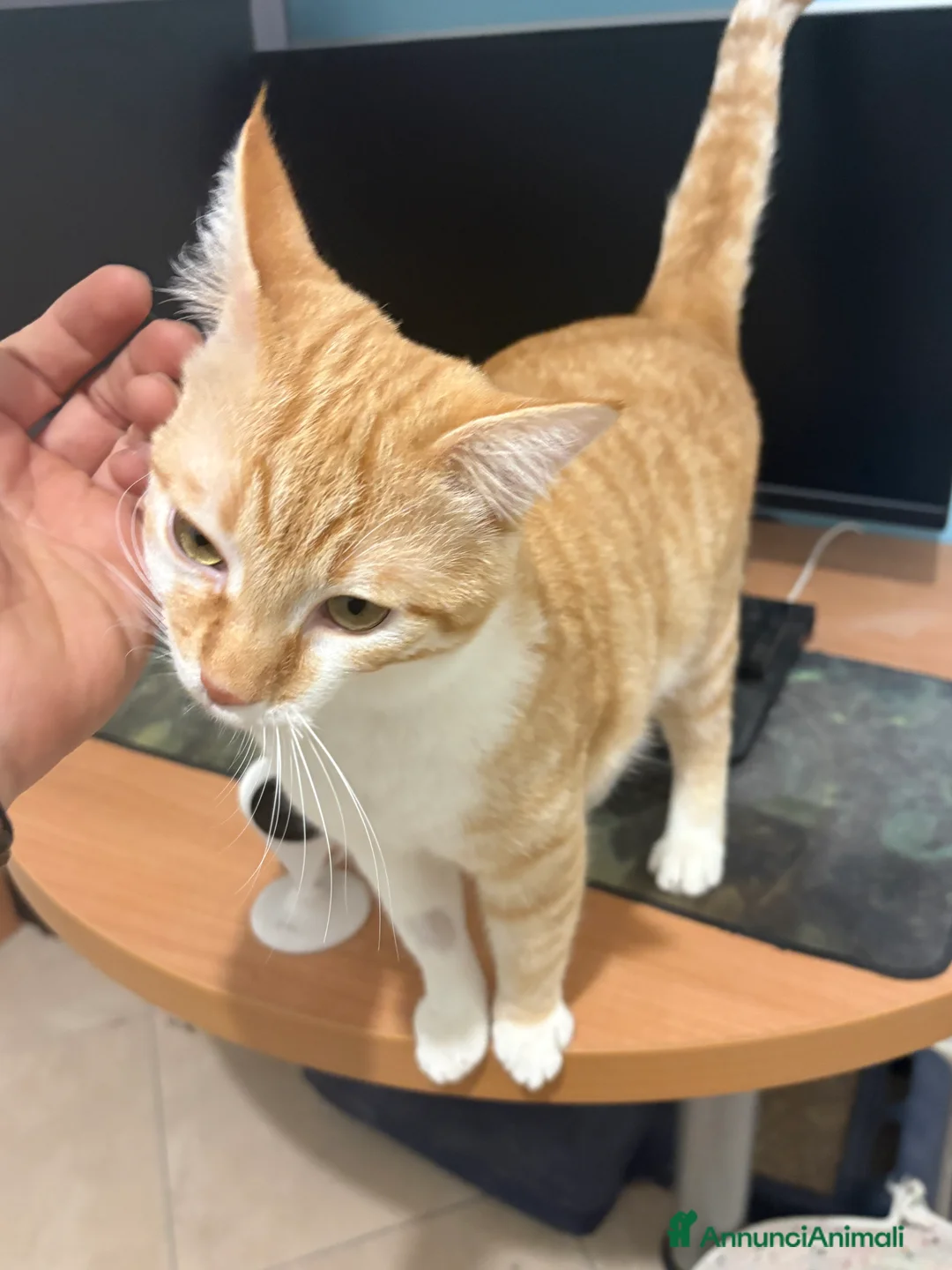 Europeo gatti in regalo: Casa per questa coppia affiatata! Regalo! - Annuncio 5