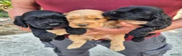 Cocker cani in vendita: Cuccioli neri di cocker spaniel con pedigree ENCI - Annuncio 5