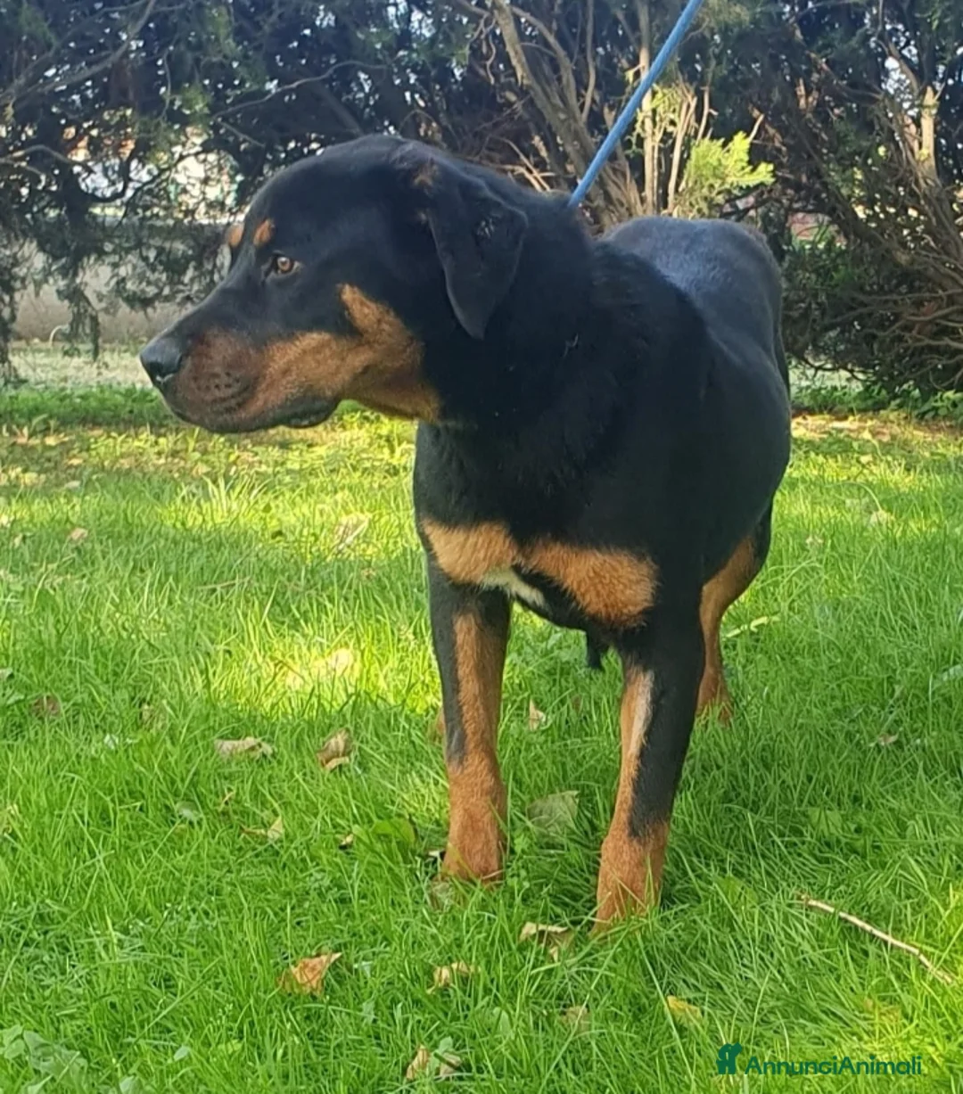 Altre razze cani in regalo: Argo, cucciolone dolcissimo cerca casa a Città metropolitana di Roma Capitale - Annuncio 3