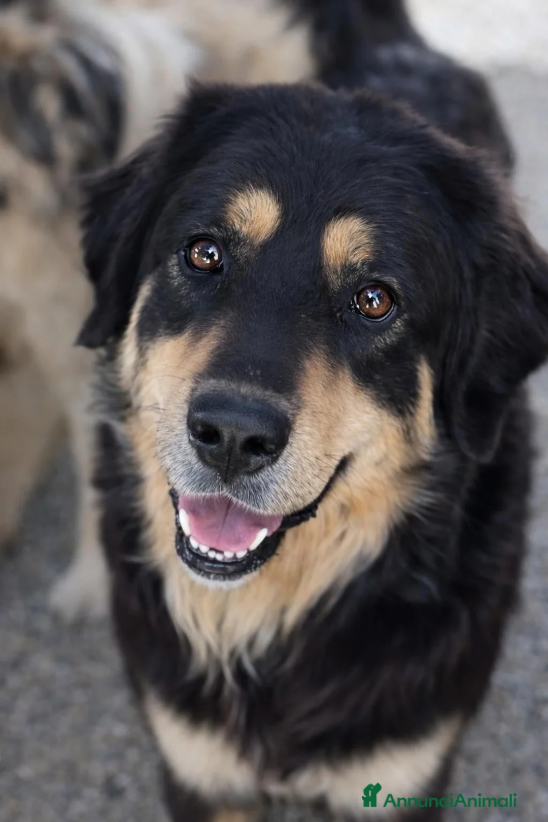 Meticcio cani in regalo: Kalem - Annuncio 1