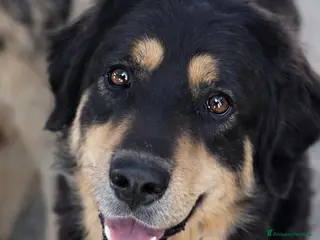 Meticcio cani Kalem - Annuncio 10