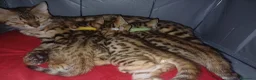 Bengala gatti in vendita: Gatto del Bengala  - Annuncio 1