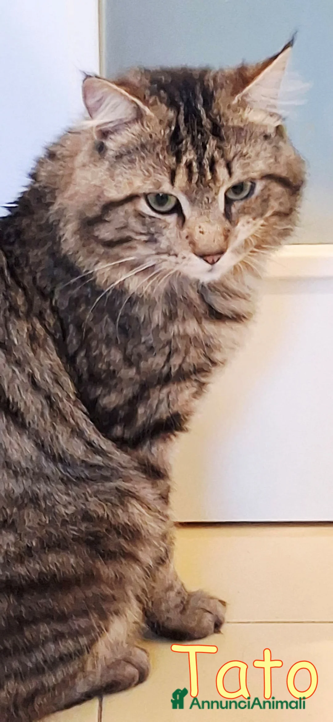 Maine Coon gatti in regalo: TATO SIMILMAINCOON - Annuncio 2