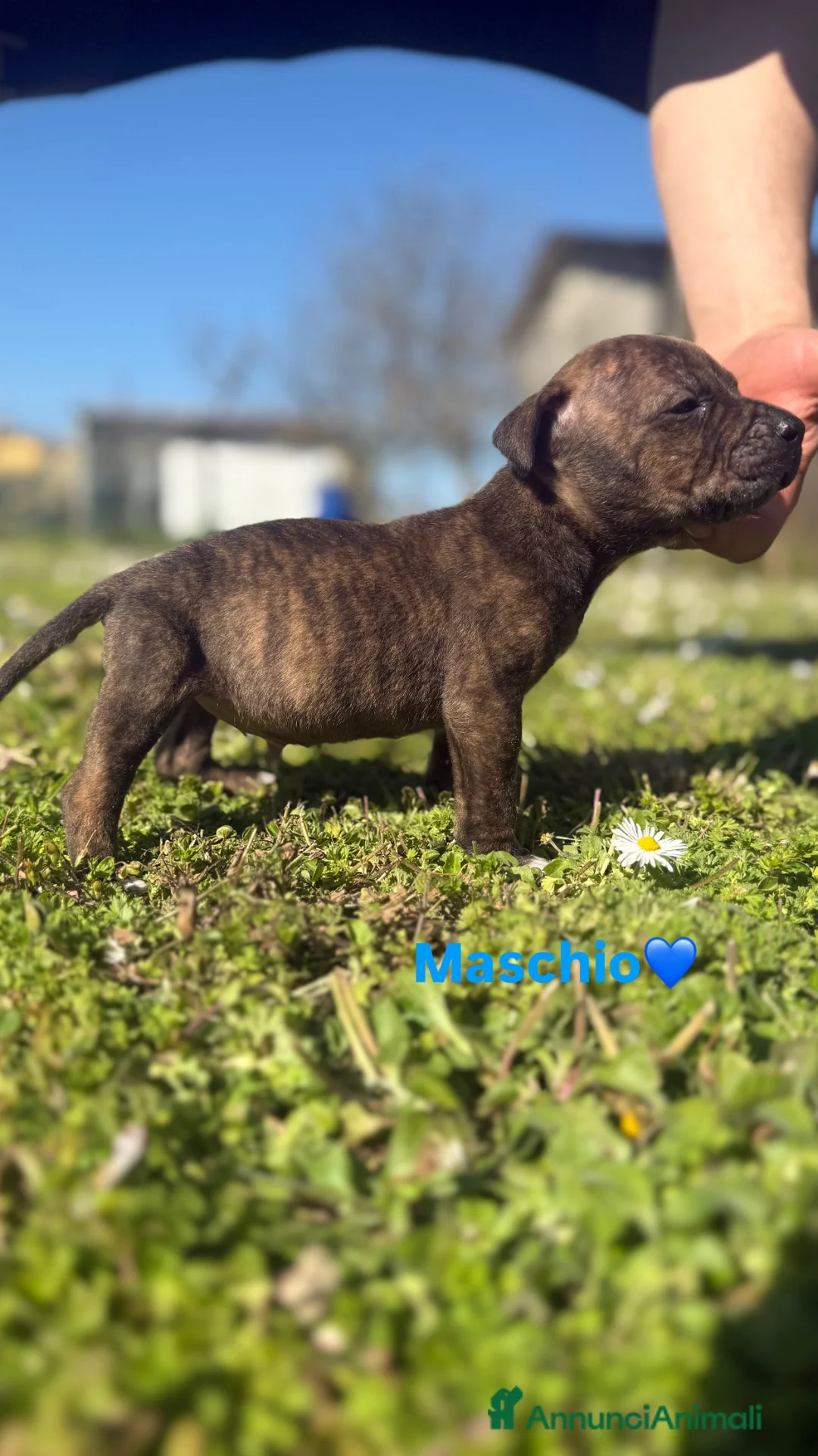 Pitbull cani in vendita: Cuccioli di american Pitbull blue fawn ukc - Annuncio 6