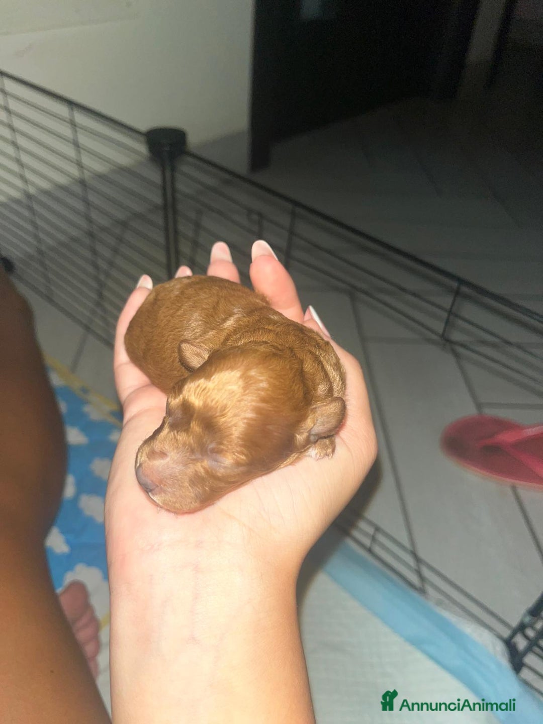 Barboncino Toy cani in vendita: VENDO CUCCIOLI DI BARBONCINO TOY - Annuncio 13