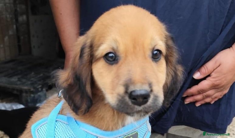 Meticcio cani FIVE spettacolare cucciolo di 2 mesi ❤ - Annuncio 38