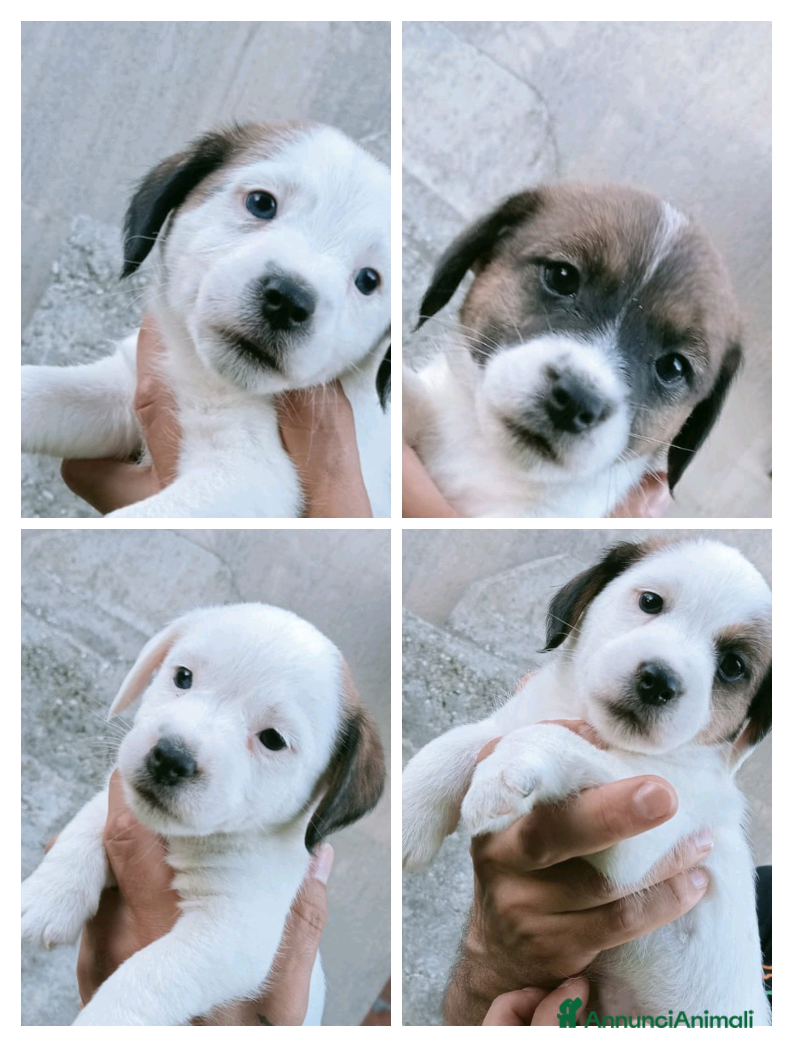 Jack Russell cani Cuccioli Jack Russell  - Annuncio 4