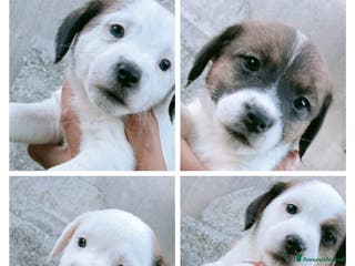 Jack Russell cani Cuccioli Jack Russell - Annuncio 4