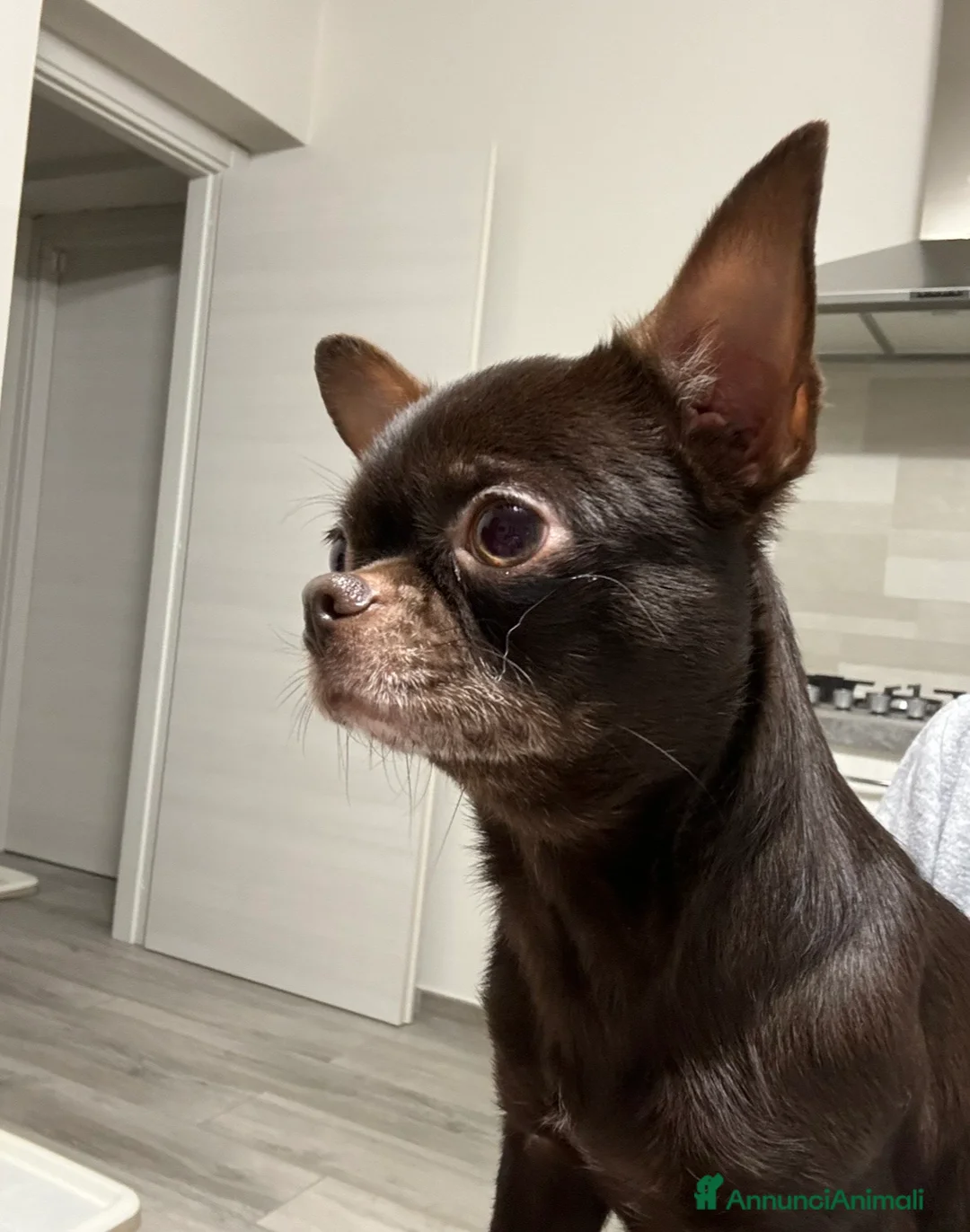 Chihuahua cani in vendita: Cuccioli di chihuahua con pedigree - Annuncio 8