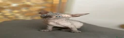 Sphynx gatti in vendita: Cuccioli Sphynks  - Annuncio 20