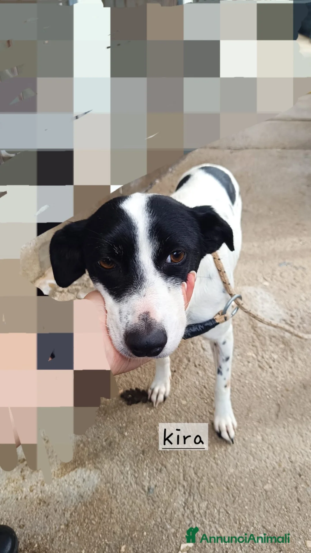 Meticcio cani in regalo: Cagnoline taglia piccola  - Annuncio 3