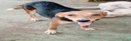 Meticcio cani in regalo: Hope . - Annuncio 1