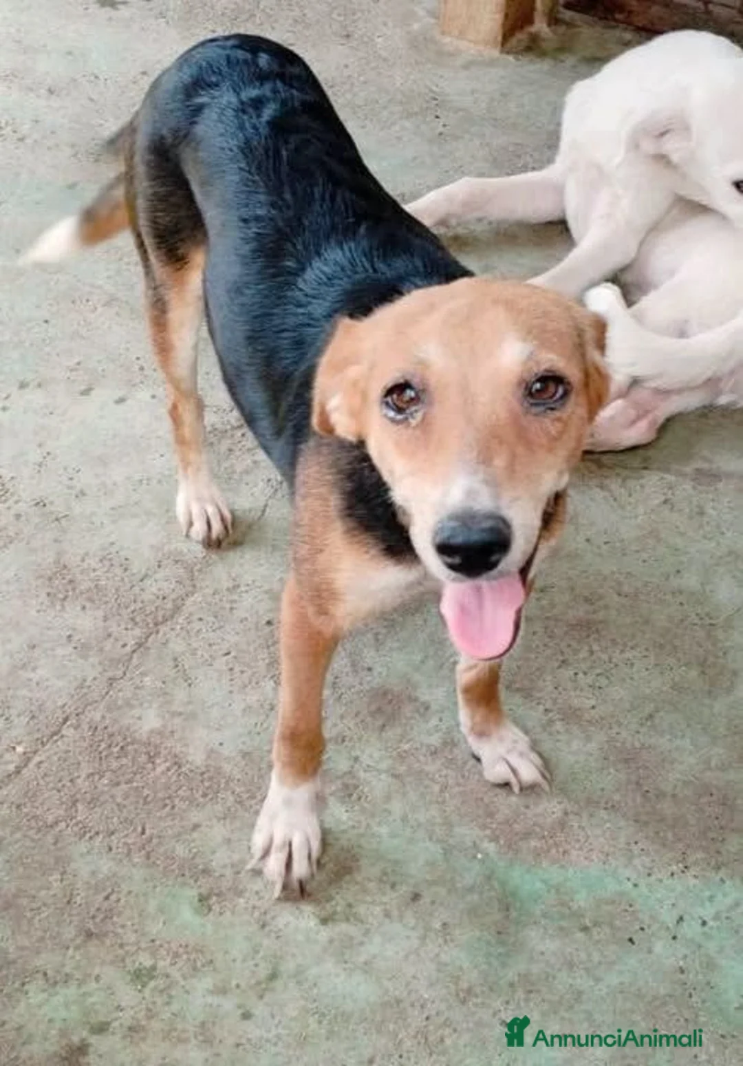 Meticcio cani in regalo: Hope . - Annuncio 1