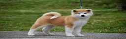 Akita Inu cani in vendita: Cucciolo Akita inu (Top Selection) a Città metropolitana di Roma Capitale - Annuncio 39