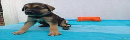 Meticcio cani in regalo: Cuccioli mix Pastore Tedesco, neanche 2 mesi  - Annuncio 11