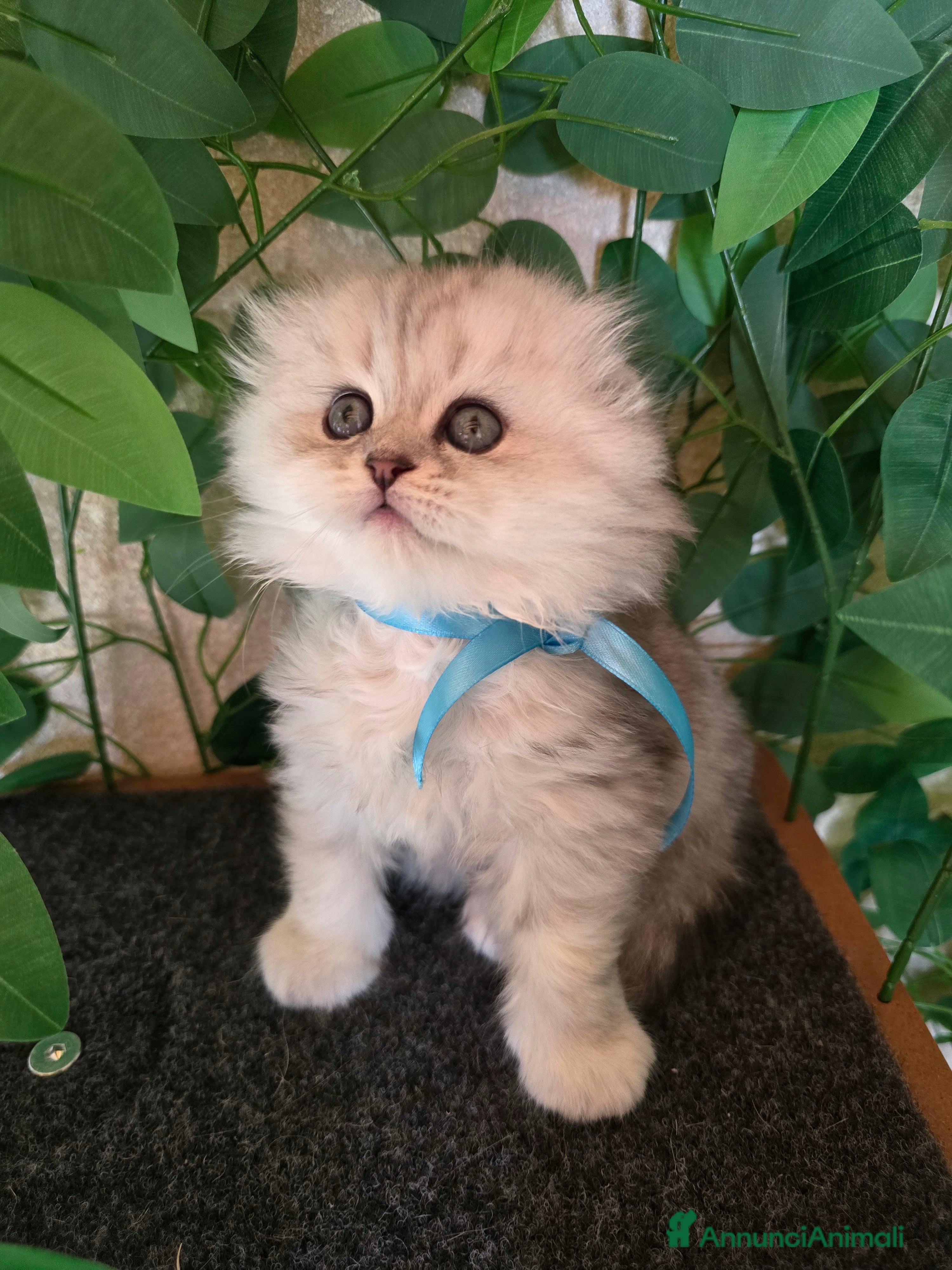 Scottish gatti Gattini Scottish fold e straight silver shaded - Annuncio 7