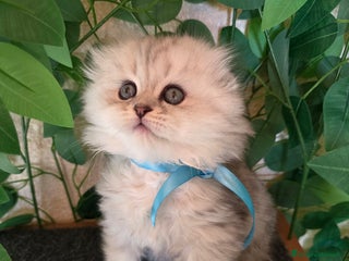 Scottish gatti Gattini Scottish fold e straight silver shaded - Annuncio 1