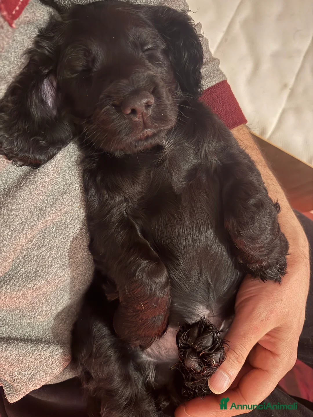 Cocker cani in vendita: Vendo cuccioli cocker spaniel a Provincia di Pescara - Annuncio 4