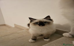 Ragdoll gatti in vendita: Ragdoll blu mitted a Provincia di Brescia - Immagine 14