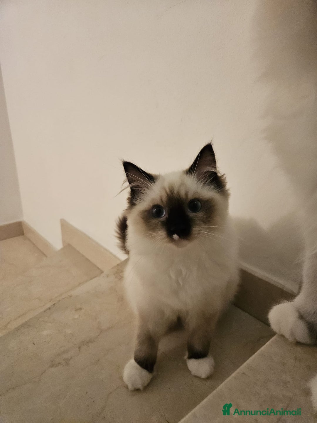 Ragdoll gatti in vendita: Ragdoll blu mitted a Provincia di Brescia - Immagine 14