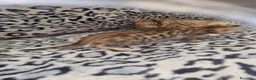 Bengala gatti in vendita: Gatto del bengala  - Annuncio 7