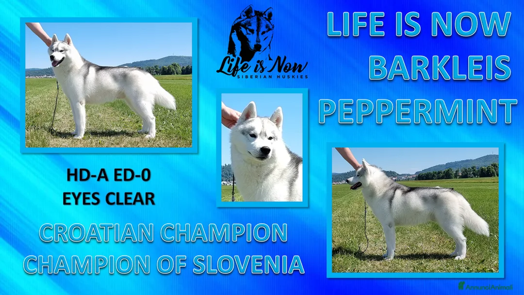 Immagine della galleria {{count}}