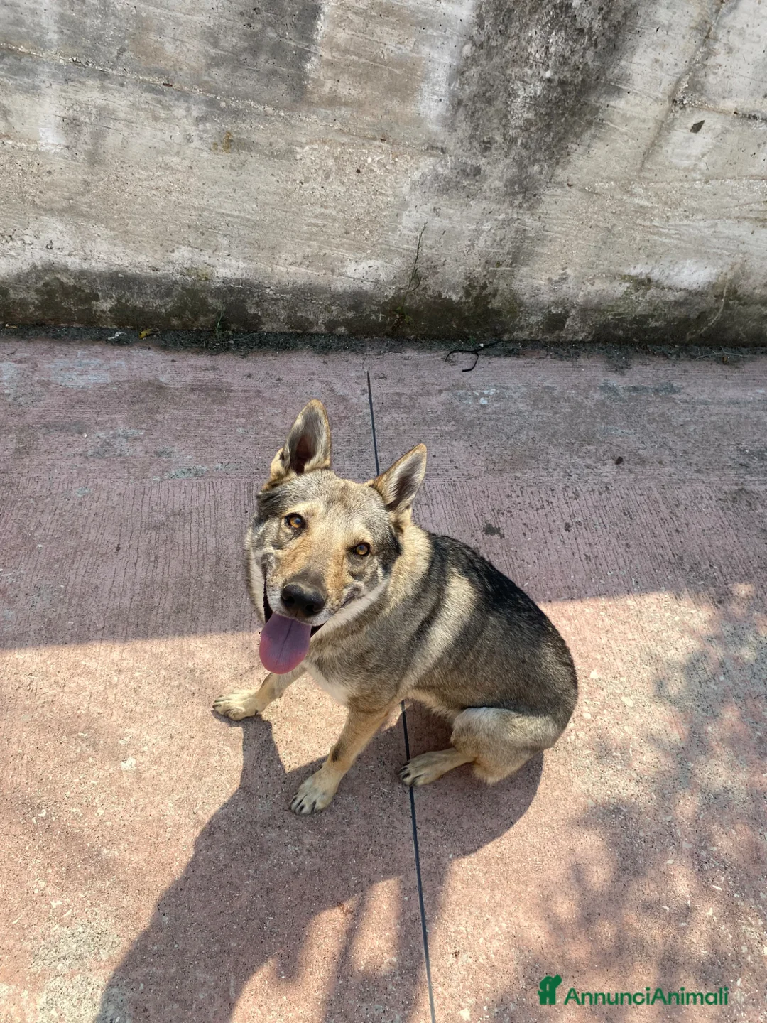 Lupo Cecoslovacco cani in regalo: Lupo cecoslovacco  a Città Metropolitana di Napoli - Annuncio 1