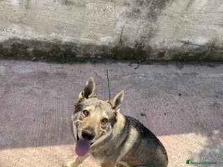 Lupo Cecoslovacco cani Lupo cecoslovacco - Annuncio 3