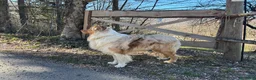Australian Shepherd cani per accoppiamento: Pastore australiano per monta - Annuncio 6