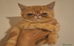 Exotic Shorthair gatti in vendita: Cucciola Exotic Shorthair Red Tabby a Provincia di Modena - Immagine 2